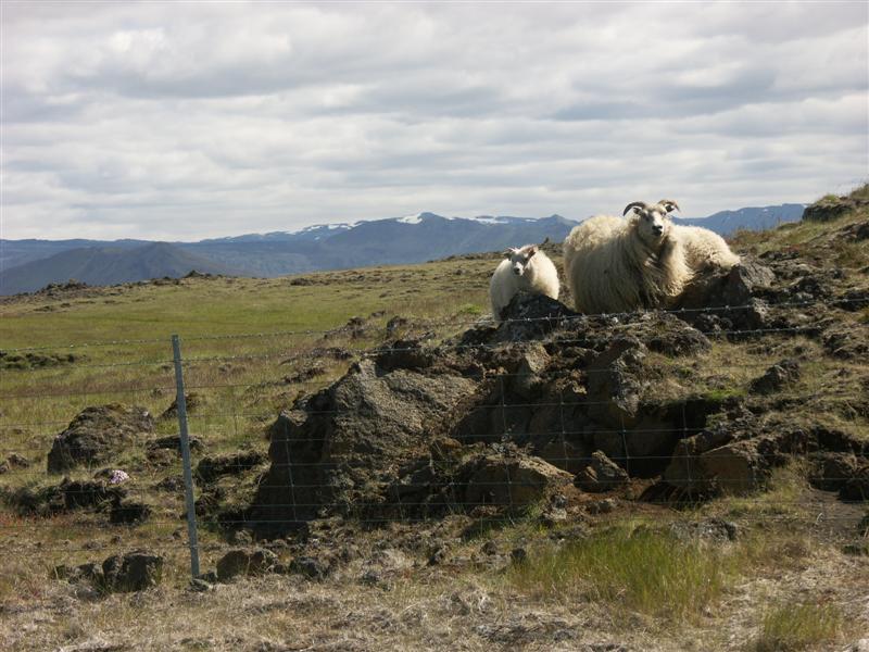 Iceland Sheep around Hekla.jpg